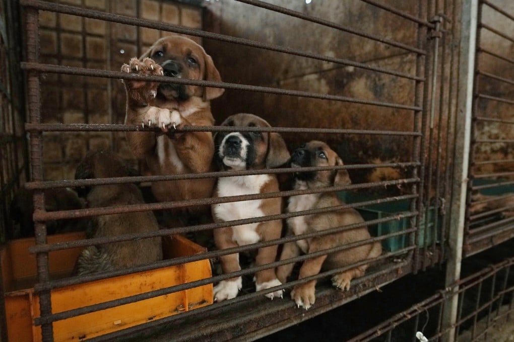 A dog farm in Pyeongtaek. In a rare display of unity, South Korea’s ruling and opposition parties are collaborating on laws to ban dog meat consumption. Photo: AP