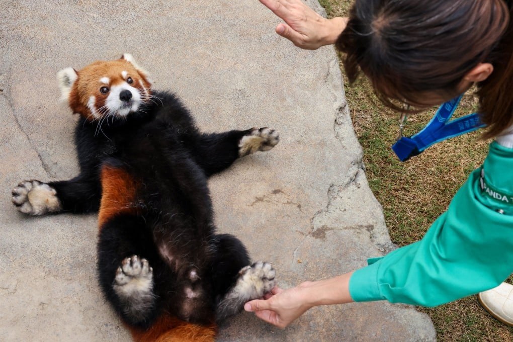 Ocean Park is currently housing three red pandas. Photo: Dickson Lee