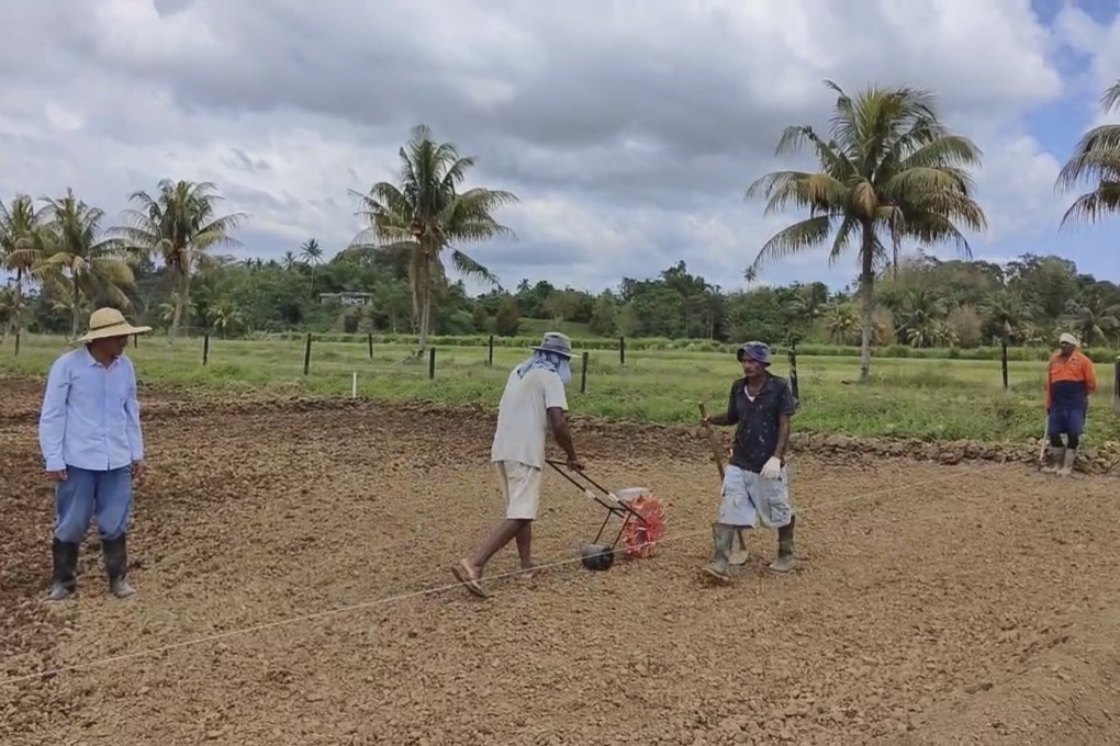 Fijians try out a high-efficiency rice seed planter at a demonstration site, under the supervision of Chinese team leader Chen Huazao. Photo: Han Hui