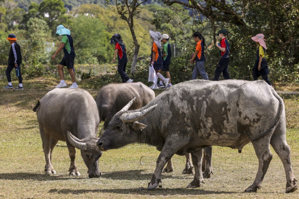 Water buffaloes in Pui O on Lantau Island. The animals were introduced there in the mid-1900s by farmers who used them to plough paddy fields. Photo: Dickson Lee