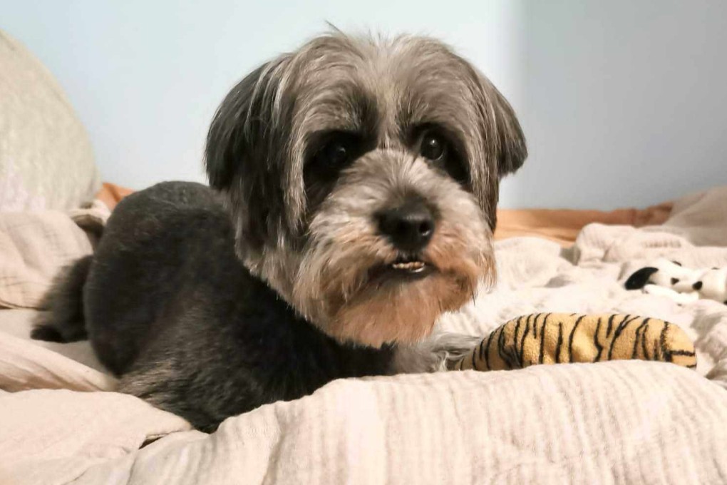 Post writer Lisa Cam’s pet dog Sootie. Cam tried a DNA test for cats and dogs to find out what breeds her dog comes from. She was in for a surprise. Photo: Douglas Parkes