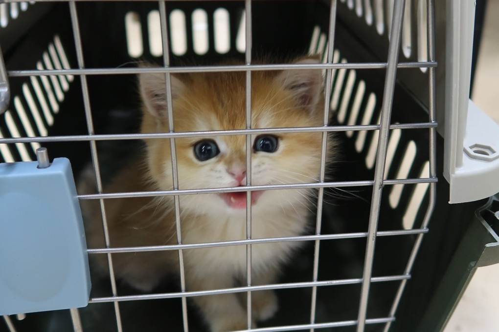 One of the cats that smugglers are suspected of bringing into the city illegally. The animals are now in the care of the Agriculture, Fisheries and Conservation Department. Photo: Handout