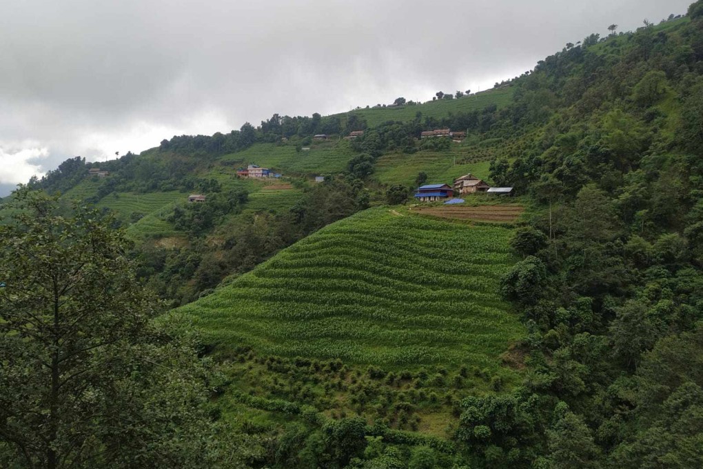 Yew trees in the Lalitpur area of Nepal. The country is home to three species of yew, including Maire’s yew. Photo: Greenhood Nepal