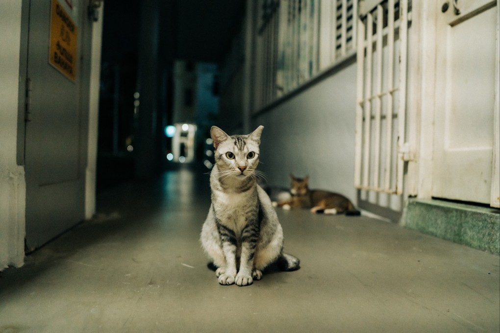 Cats at a corridor of an HDB flat building in Singapore. Photo: Shutterstock