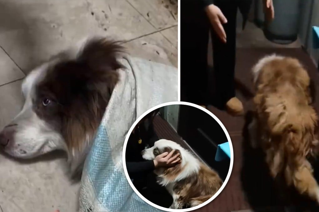 A woman in China who saved a disabled Border Collie dog from the slaughterhouse has been widely praised on mainland social media. Photo: SCMP composite/Weibo