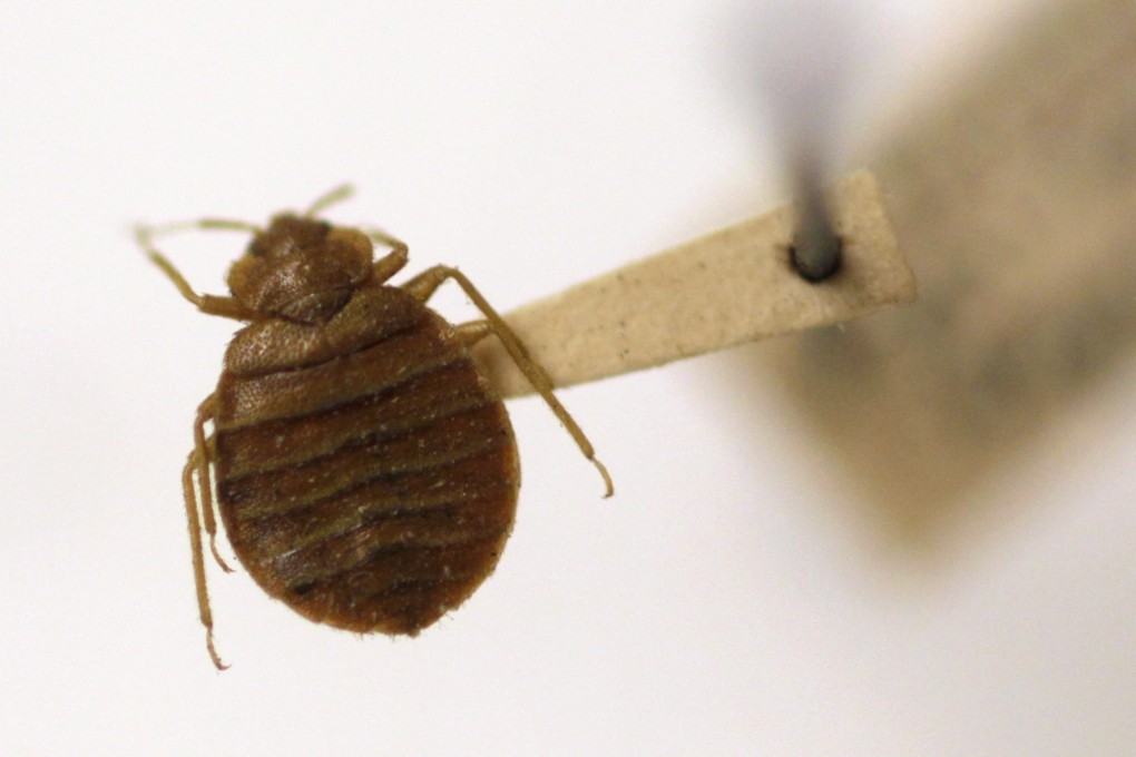 A bedbug. Greece’s health ministry is seeking police help against hoaxers who tried to scare foreign tourists out of several Athens short-term rental flats by putting up posters saying they had to move out because of a bedbug infestation. Photo: AP
