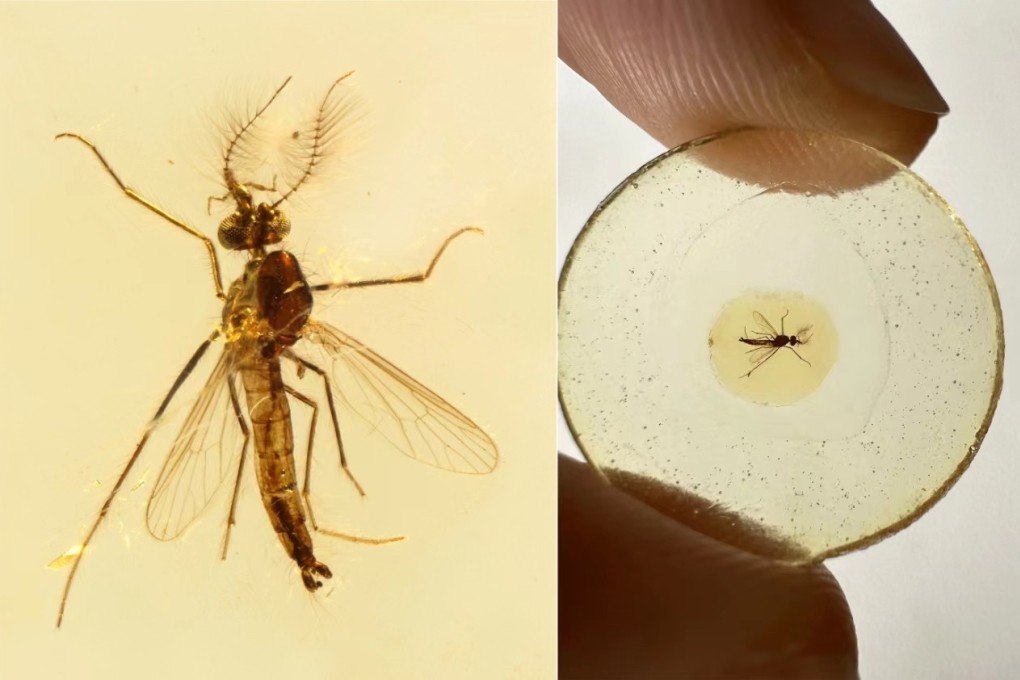 A photo provided by the Nanjing Institute of Geology and Paleontology under the Chinese Academy of Sciences shows the fossil sample of an ancient male mosquito  that was embedded in an amber flake. Photo: Xinhua