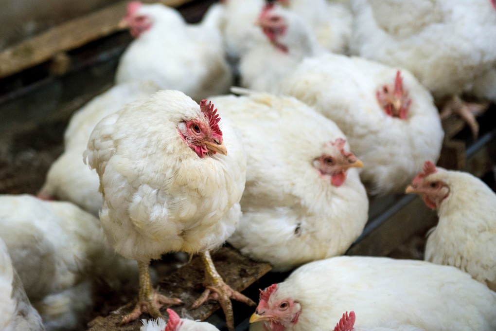 Singapore suspends poultry imports from parts of Japan, US over bird flu fears. Photo: Shutterstock