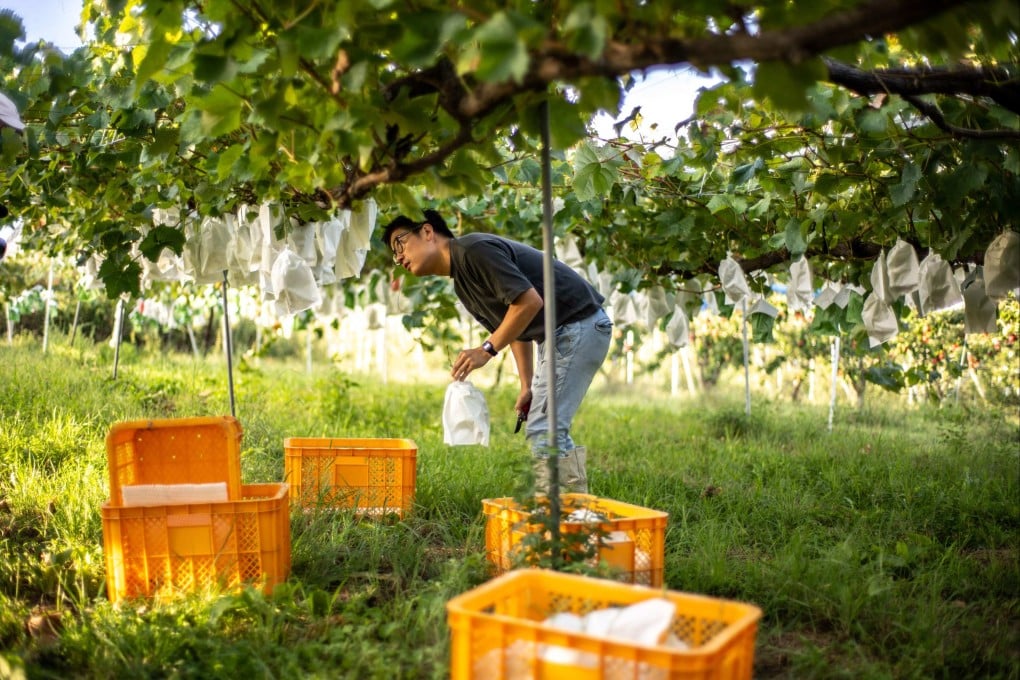 Yuki Nakamura harvests Shine Muscat grapes on his farm in Tomi city, Japan’s Nagano prefecture. Photo: AFP