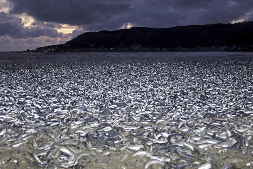 Sardines and mackerels washed up on a beach in Hakodate, Hokkaido on December 7. Photo: AP