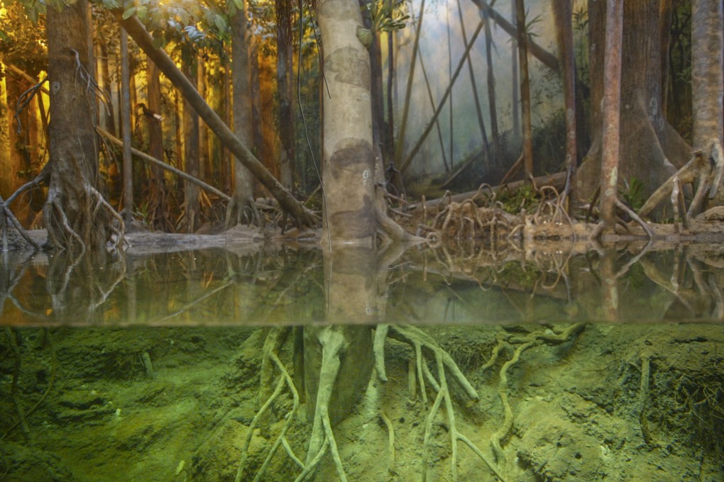 Mangroves in Hong Kong Wetland Park. The trees and their capacity to absorb carbon dioxide were in focus as a weapon against climate change at the UN’s Cop28 summit in Dubai. Photo: SCMP