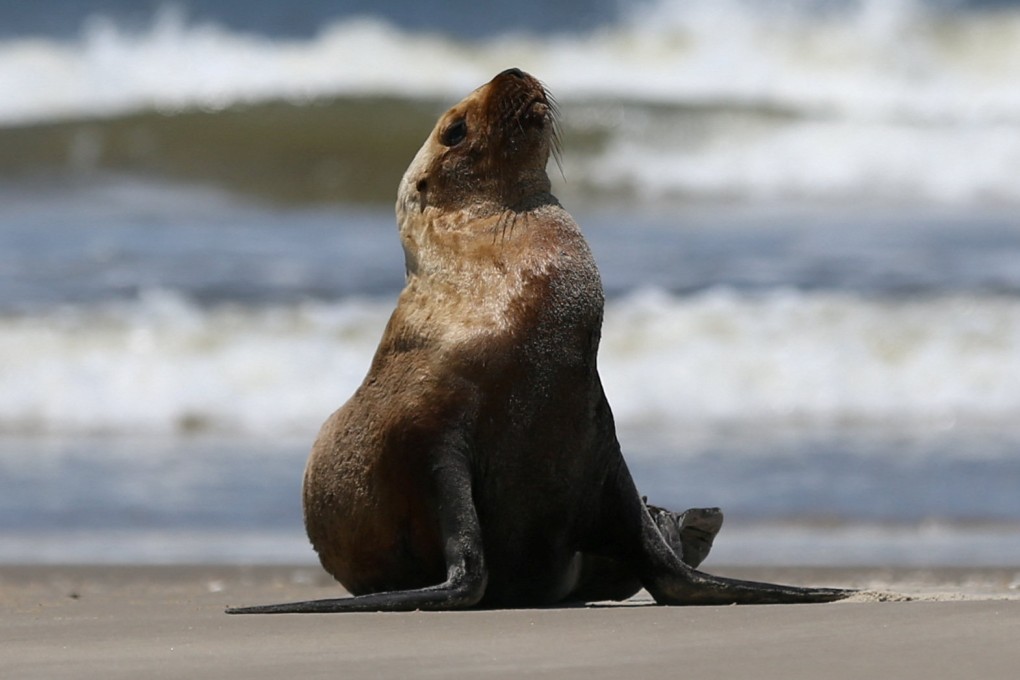 A sea lion with symptoms of bird flu sits on the coast of the Atlantic Ocean during an outbreak in Brazil. Photo: Reuters