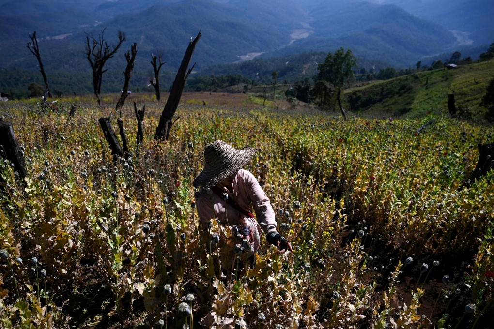 A farmer works in an illegal poppy field in Myanmar’s Shan State in 2019. Myanmar is now the world’s biggest producer of opium, overtaking Afghanistan after the Taliban crackdown on the trade, according to a United Nations report. Photo: AFP