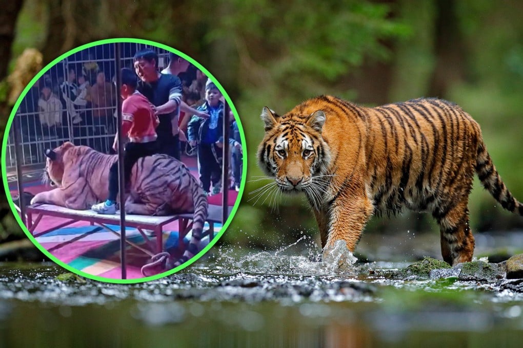 A circus in China charged visitors to ride on the back of a tiger for photos has been ordered to stop all performances pending an investigation and legal action. Photo: SCMP composite/Shutterstock/The Paper