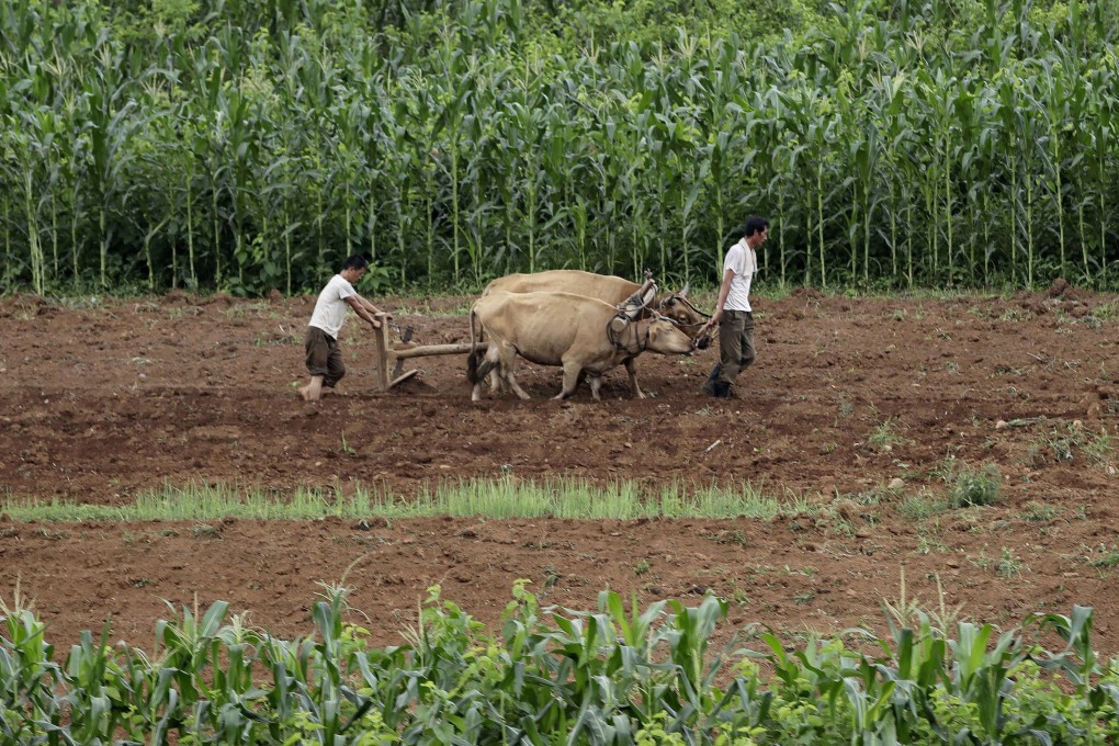 Men plough fields near Pyongyang in this 2017 file photo. One defector told of how her father was dragged off by North Korean security officials for simply saying he had a “tough life” while drinking with his friends. Photo: AP