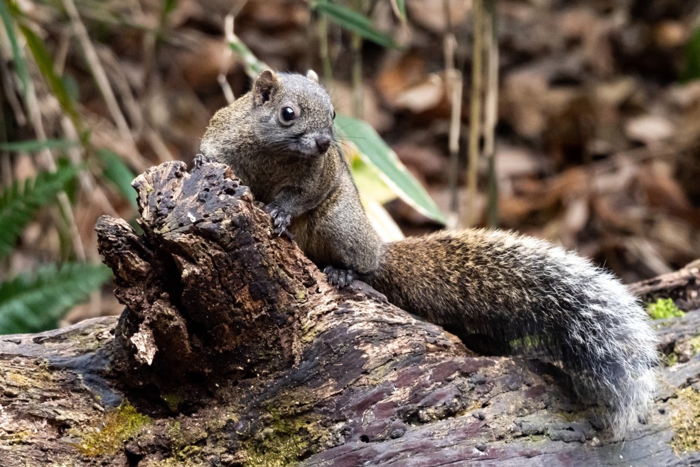 A Formosan squirrel in a Japanese forest. A Kamakura city official says they are “cute” but destructive. Photo: Shutterstock