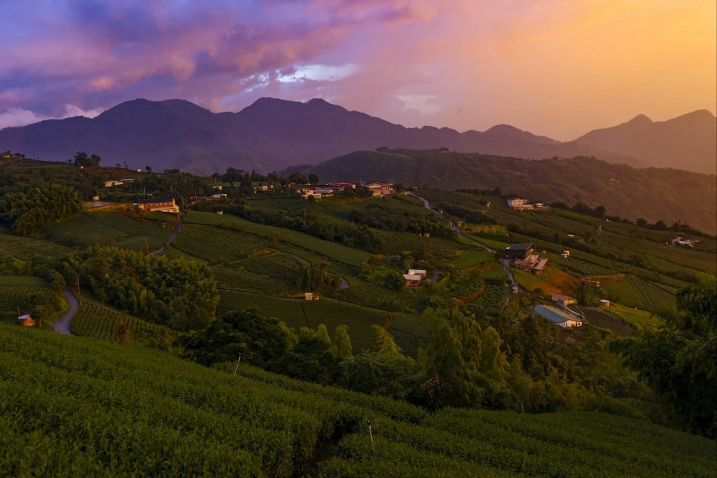 Taiwan’s teas, grown at plantations like these, are in high demand among consumers in mainland China. Photo: Reuters