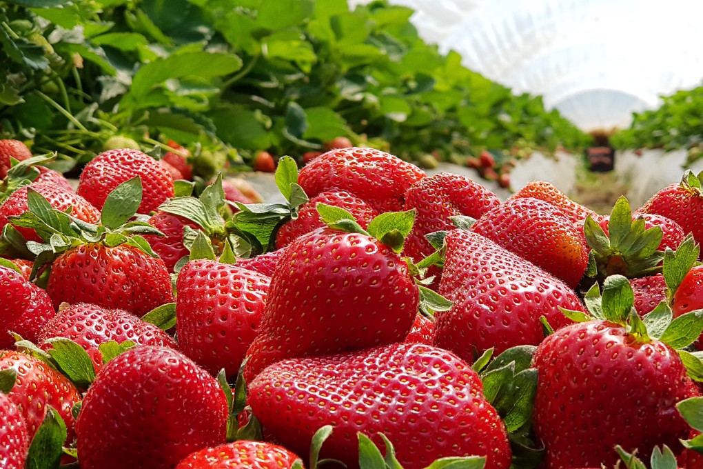 Strawberries have been found to contain a compound that reduces the risk of getting Alzheimer’s disease. They are not the only superfood good for brain health – fatty fish,  walnuts and wasabi have similar properties. Photo: Shutterstock