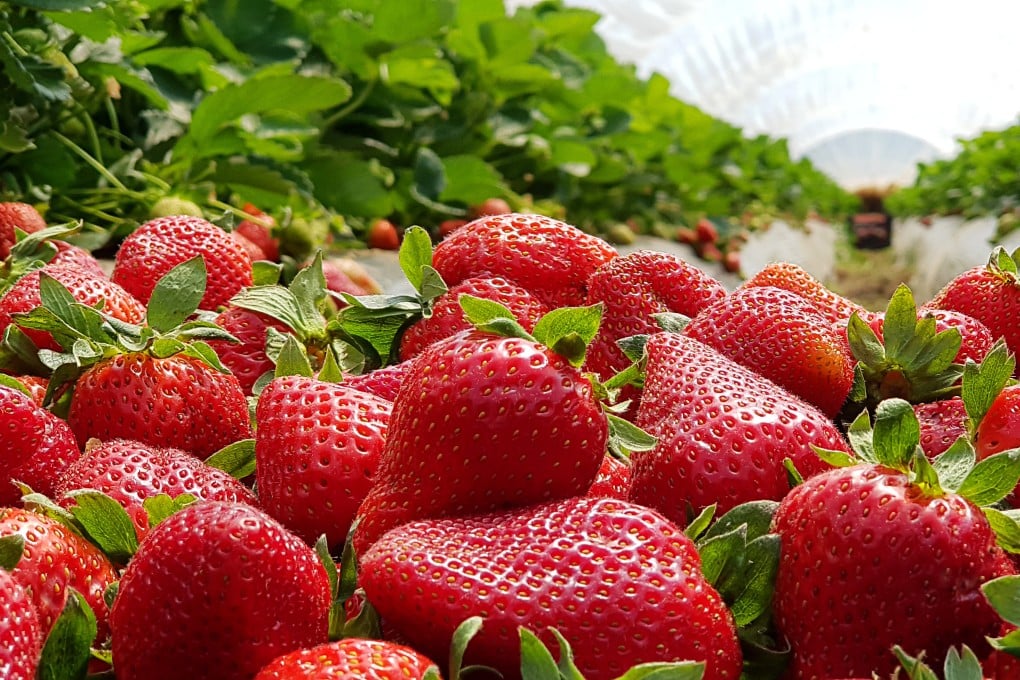 Strawberries have been found to contain a compound that reduces the risk of getting Alzheimer’s disease. They are not the only superfood good for brain health – fatty fish, walnuts and wasabi have similar properties. Photo: Shutterstock