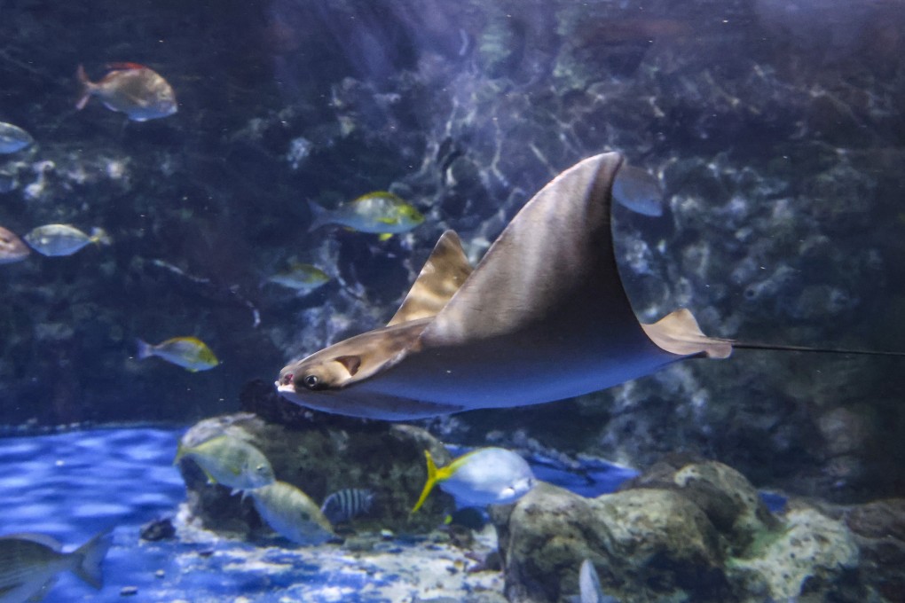 The female Javanese cownose ray pup, named April after her birth month, will turn eight months old later in December, the park has revealed on Friday. Photo: Dickson Lee