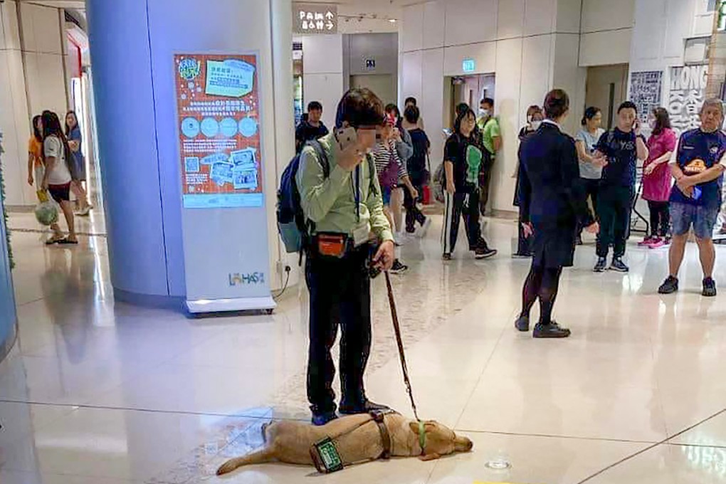Funny, a five-year-old guide dog from the Hong Kong Seeing Eye Dogs Services collapsed and died recently at The LOHAS mall in Tseung Kwan O. Photo: Facebook / @ Hong Kong Animal Post