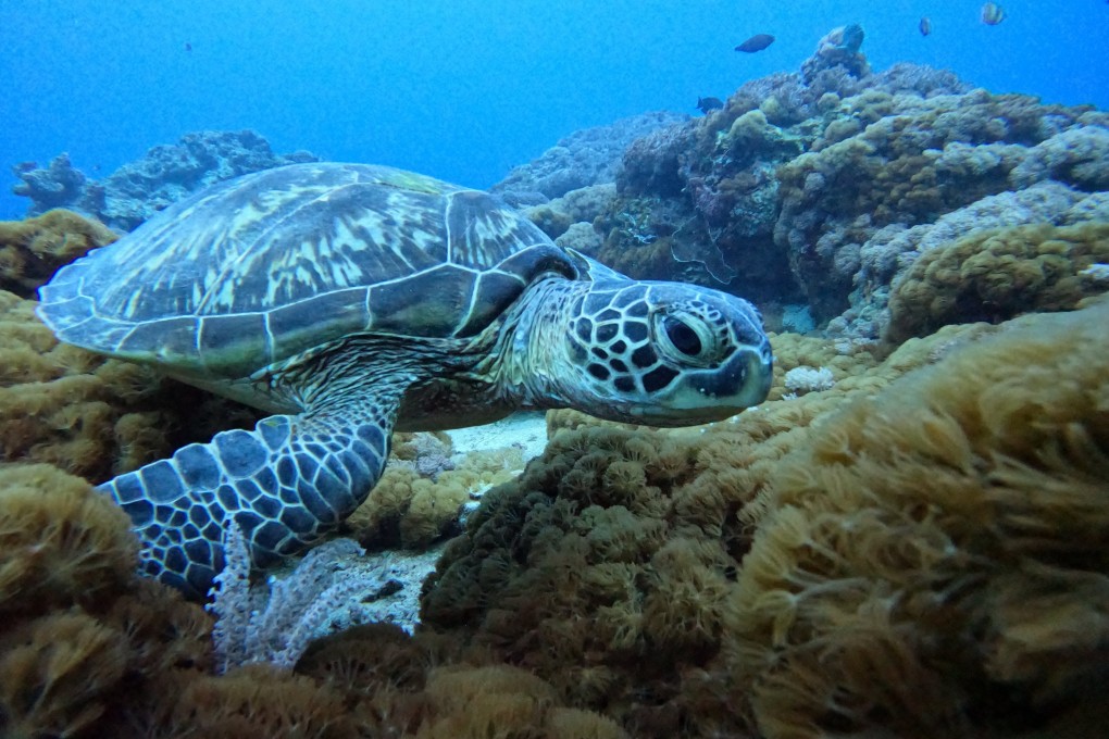 A well-intentioned multi-year effort to save a threatened population of green sea turtles off the coast of Taiwan had the unintended consequence of crashing the populations of nearby lizards. Photo: Shutterstock