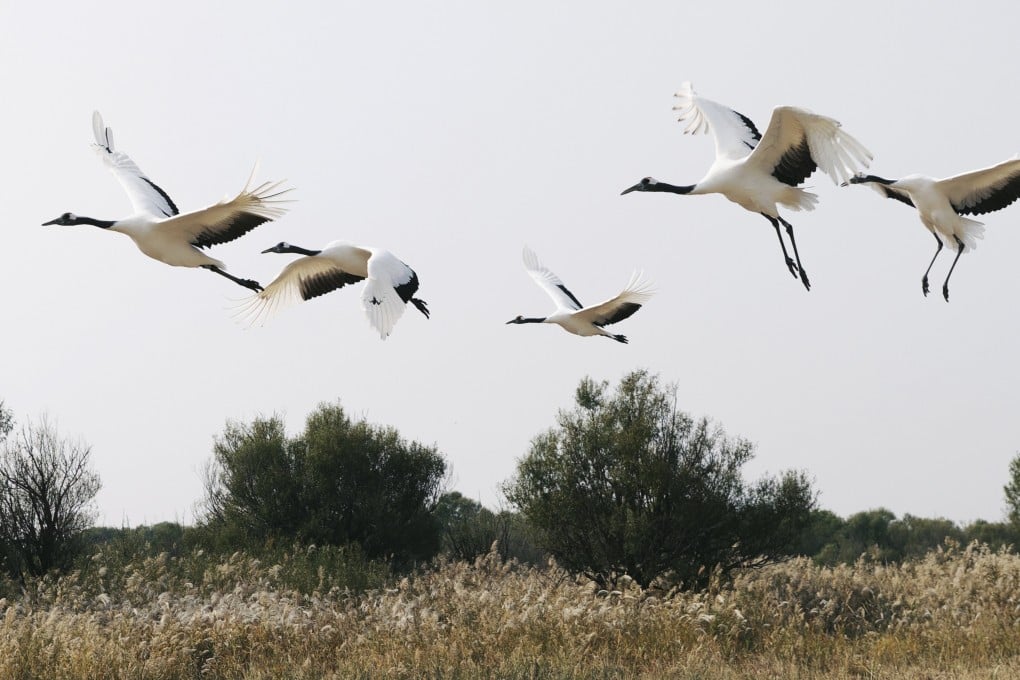 Huawei’s assistance with research is helping to protect endangered birds such as red-crowned cranes.