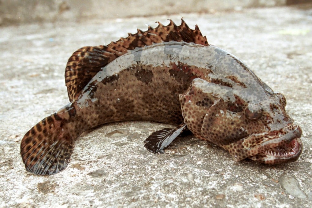 Grouper fish are a highly prized product. Photo: AP