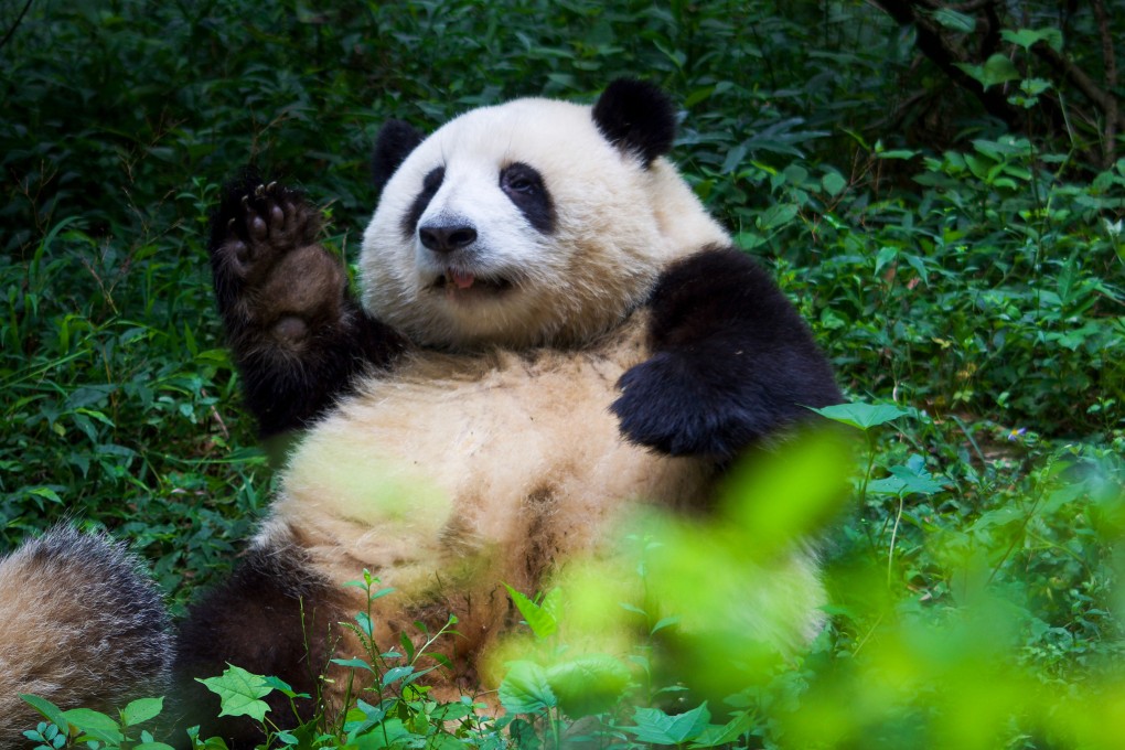 Celebrity giant panda Huahua has an emoji to her name and fans follow her every movement on social media. Photo: Weibo/大熊猫和花我的宝