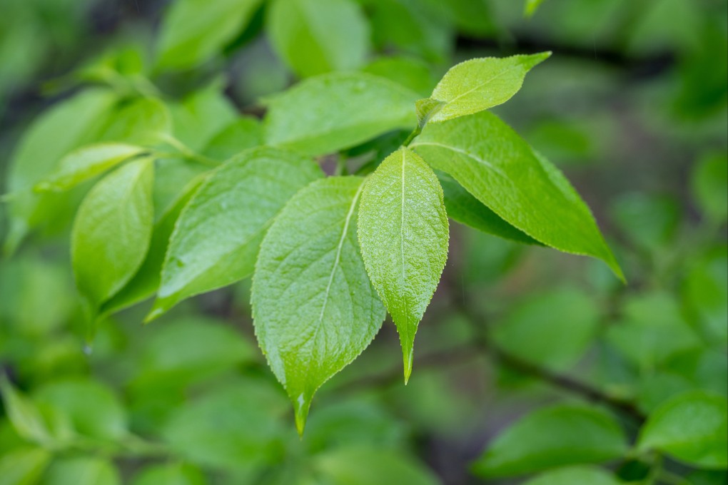 Eucommia ulmoides is a species of small tree native to China. Photo: Shutterstock