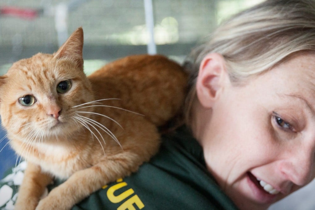A volunteer from an animal welfare group poses with a rescued cat in Thái Nguyên, Vietnam. Photo: Facebook/hsiglobal