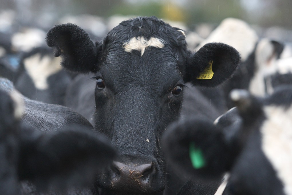 Cows from a milking shed at a dairy farm at Opiki, Manawatu, New Zealand. Photo: NZME