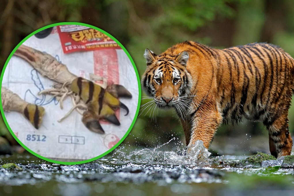 A pair of market vendors in China have been caught trying to pass off painted oxen bones as those from a tiger, shocking mainland social media. Photo: SCMP composite/Shutterstock/Douyin