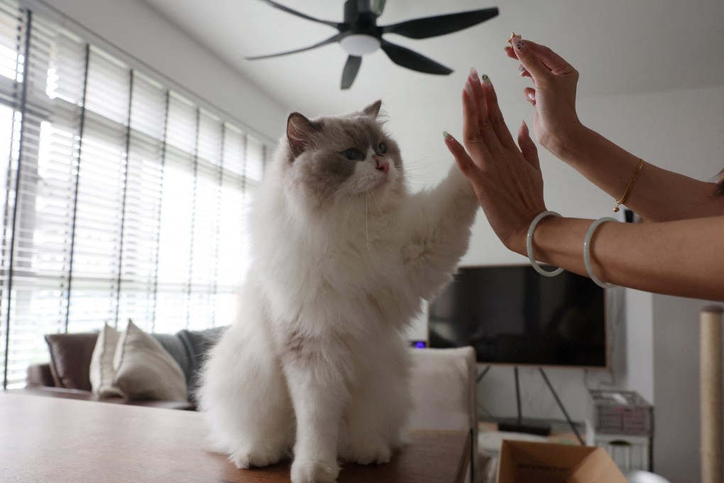 Ragdoll cat Mooncake gives owner Sunny a high-five at their Housing and Development Board flat in Singapore. Photo: Reuters