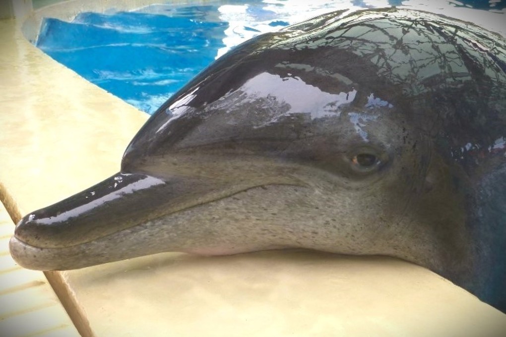 ‘Molly’, Hong Kong Ocean Park’s oldest male Indo-Pacific bottlenose dolphin has died. Photo: Ocean Park