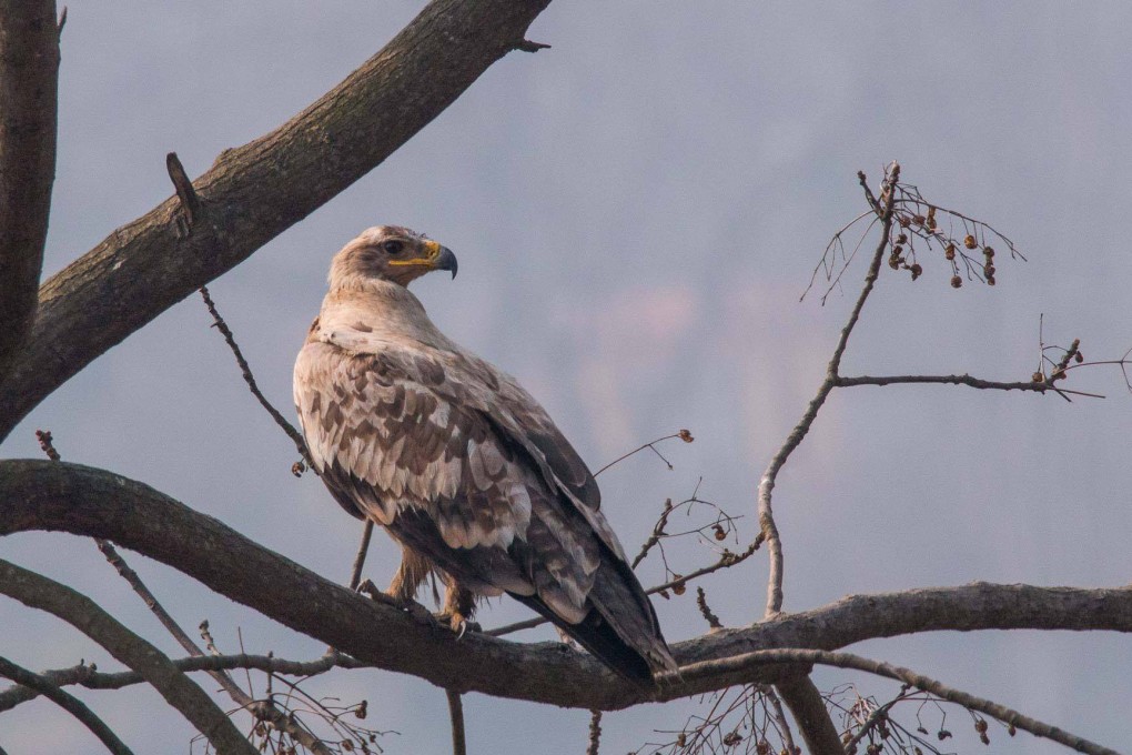 An albino steppe eagle seen in Chobhar, Kathmandu. Photo: Ashish Shrestha