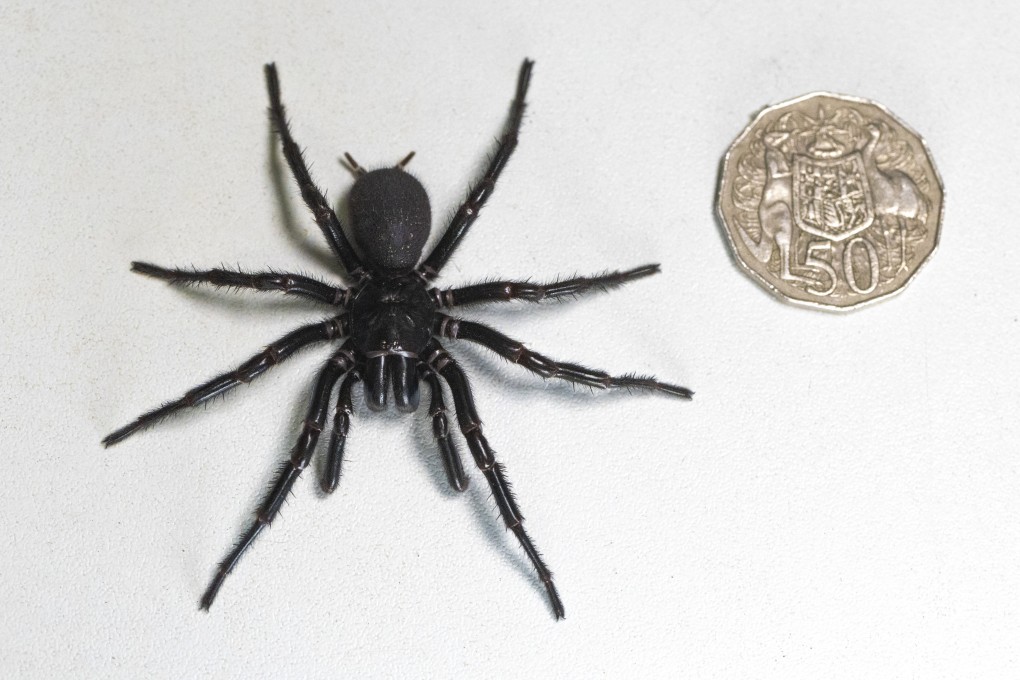 A male specimen of the Sydney funnel-web spider that was found in Australia. Photo: Australian Reptile Park via AP