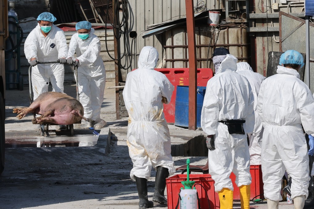 Hong Kong conducted its largest recorded pig culling last November after samples from eight farms test positive for African swine fever. Photo: Dickson Lee