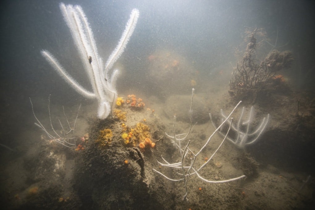 A coral outcrop near Cape Collinson Lighthouse. Photo: Handout