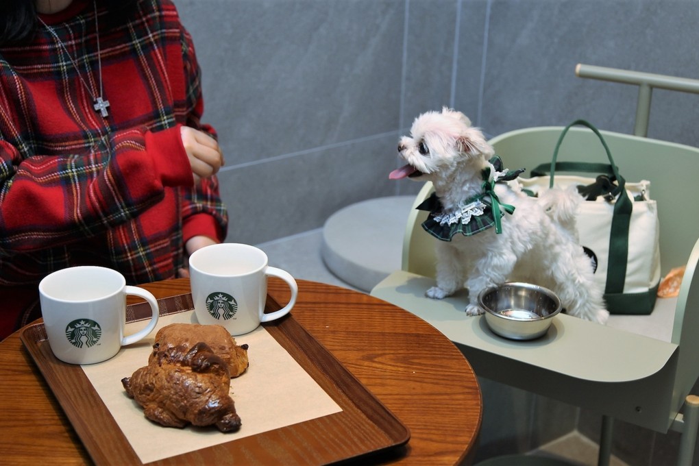 A visitor to Starbucks’ Guri Galmae DT store in Guri, Gyeonggi Province, sharing a dining space with a pet. Photo: Starbucks Korea