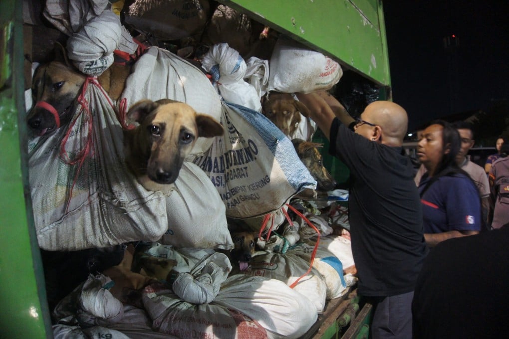 Activists from Animals Hope Shelter Indonesia check a truck containing hundreds of dogs intended for consumption after it was seized by police in Indonesia. Photo: AFP