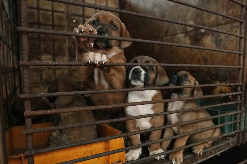 Dogs are seen in a cage at a dog farm in Pyeongtaek, South Korea, last year. Photo: AP