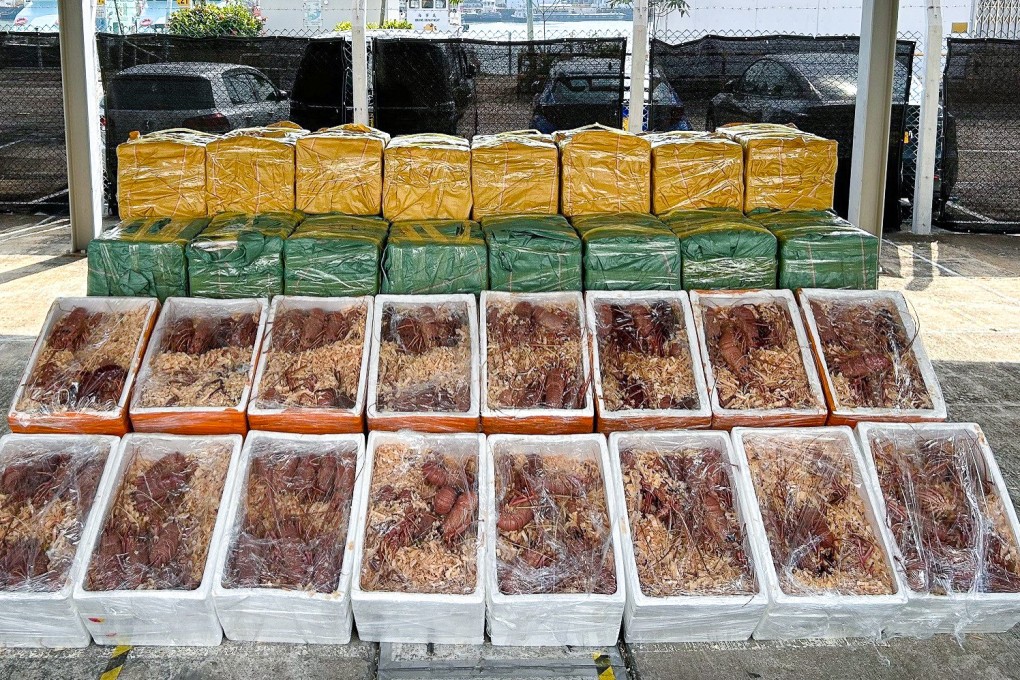 Boxes of lobsters weighing 3.1 tonnes have been seized. Photo: ISD