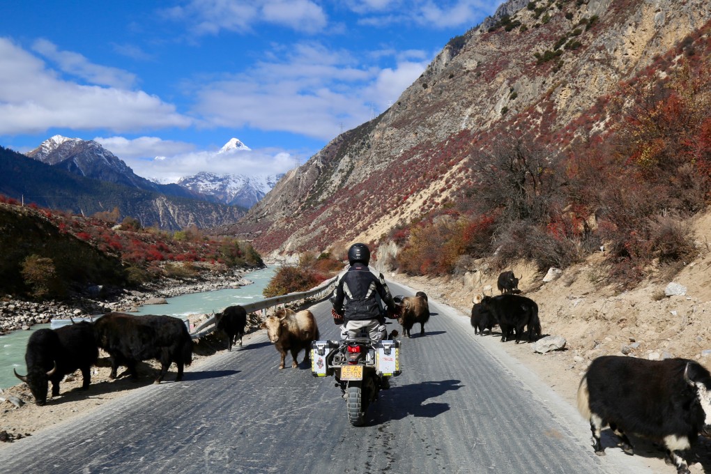 Wandering yaks are a constant on the roads of Tibet, adding another element of risk to a motorbike tour through the Chinese autonomous region. Photo: Ian Neubauer