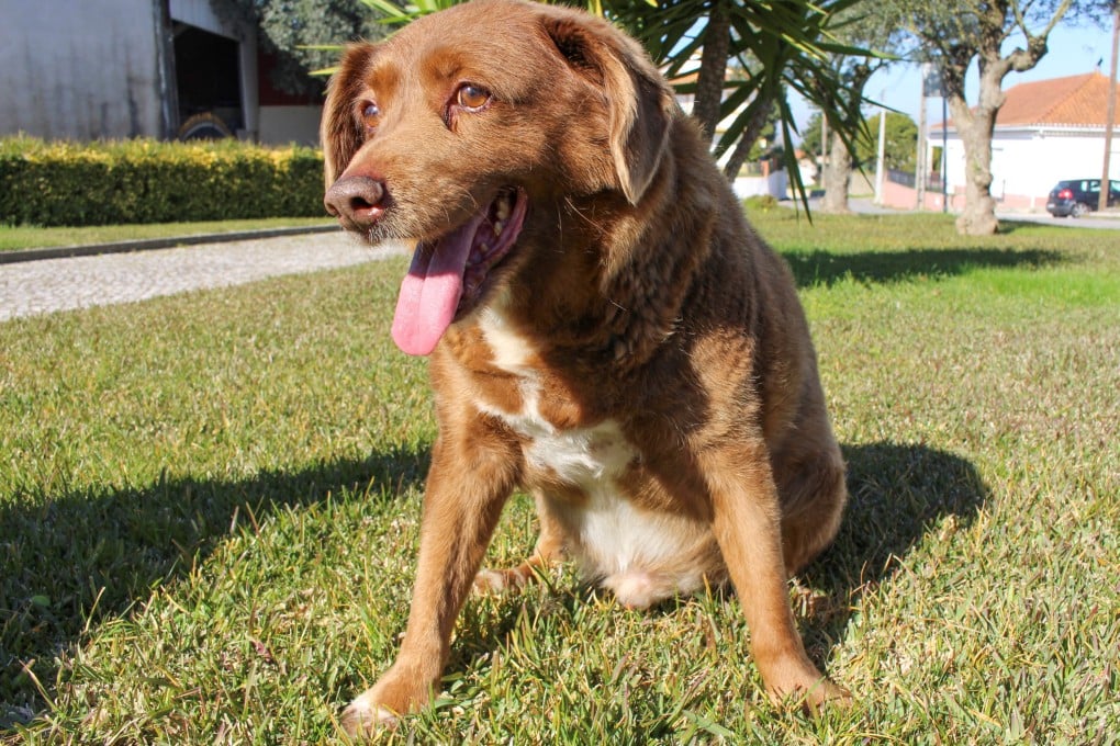 Bobi, who was crowned the world’s oldest dog ever at 31 years-old, may not have been that old. Photo: Reuters