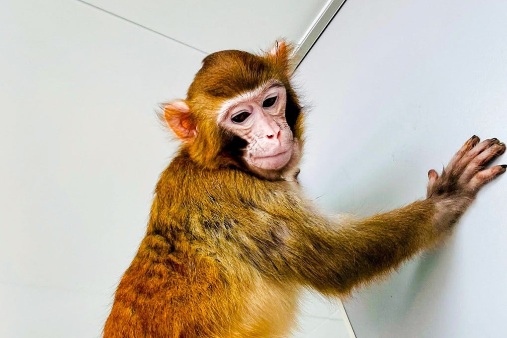 Retro is the first rhesus monkey, and only the second primate species ever, to be successfully cloned. Photo: AFP