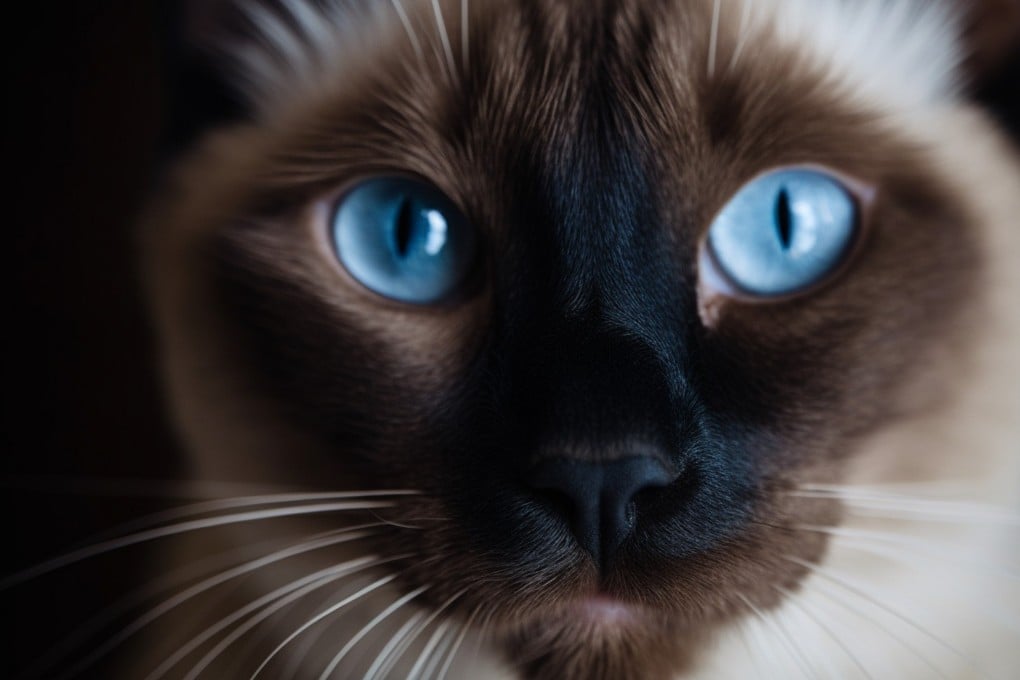 Cats’ eyes are adapted to give them superior vision in low light conditions. They have slit pupils, large corneas, and more light-detecting cells than the human eye, reflecting their habit in the wild of hunting prey at dusk and dawn. Photo: Shutterstock
