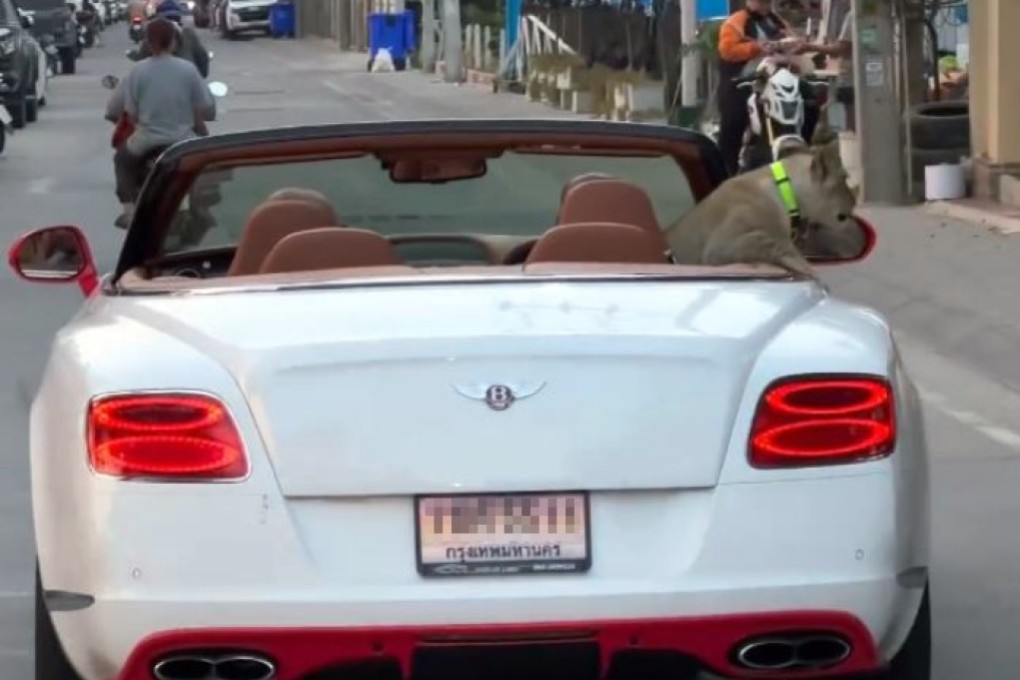 A pet lion cub sits in the back of a convertible Bentley in Pattaya, Thailand. Photo: Facebook/Madamannudon