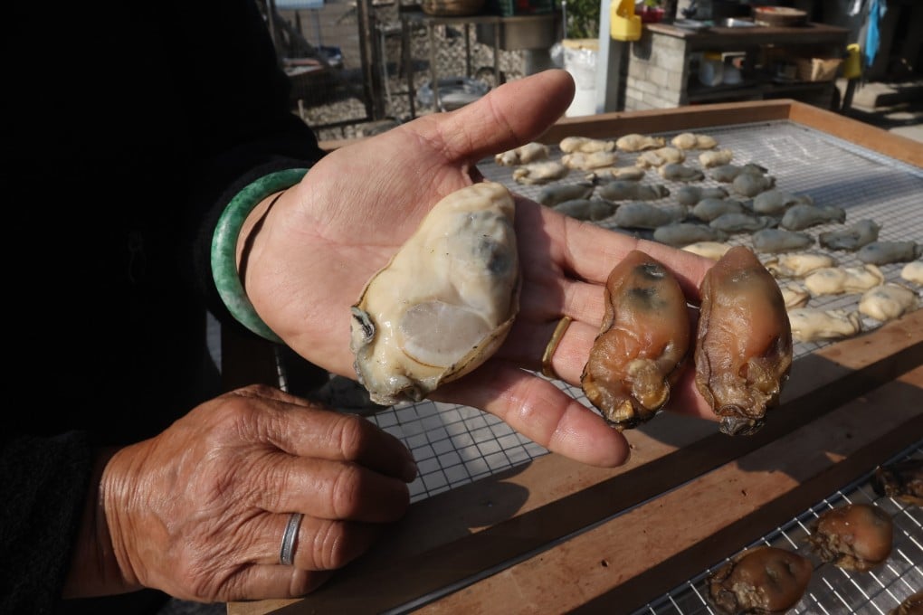 Golden oysters, half dried in the winter sun, are a plump symbol of prosperity on many a table at Chinese New Year in Hong Kong. But farmers of the bivalve face an uncertain future. Photo: Jonathan Wong