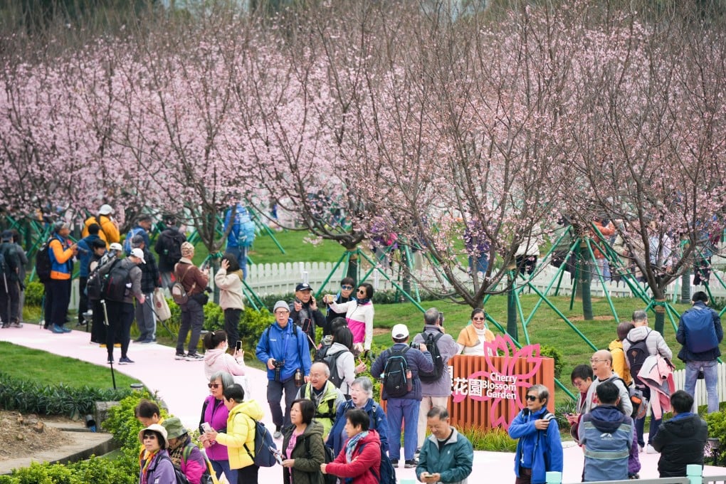 Visitors enjoy the cherry blossom garden. The Airport Authority says it has planted trees this year that are better suited to Hong Kong’s climate. Photo: Eugene Lee